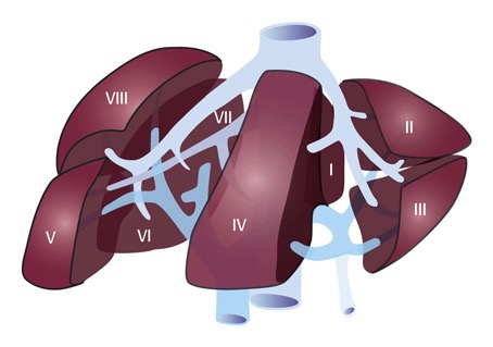 Liver diagram